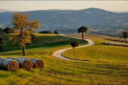 Convocazione Assemblea Regionale Ordinaria Elettiva A.S.C. Marche